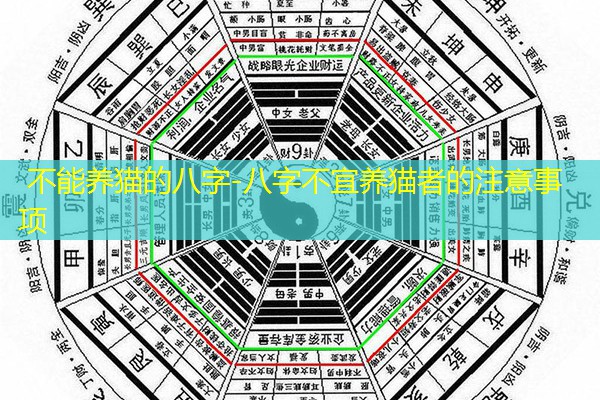  不能养猫的八字-八字不宜养猫者的注意事项
